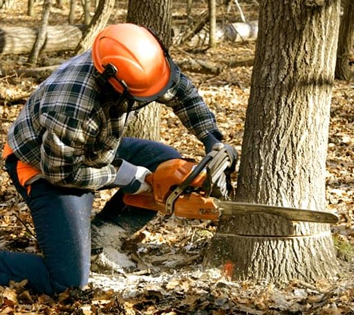 Tree Removal in Lily, KY